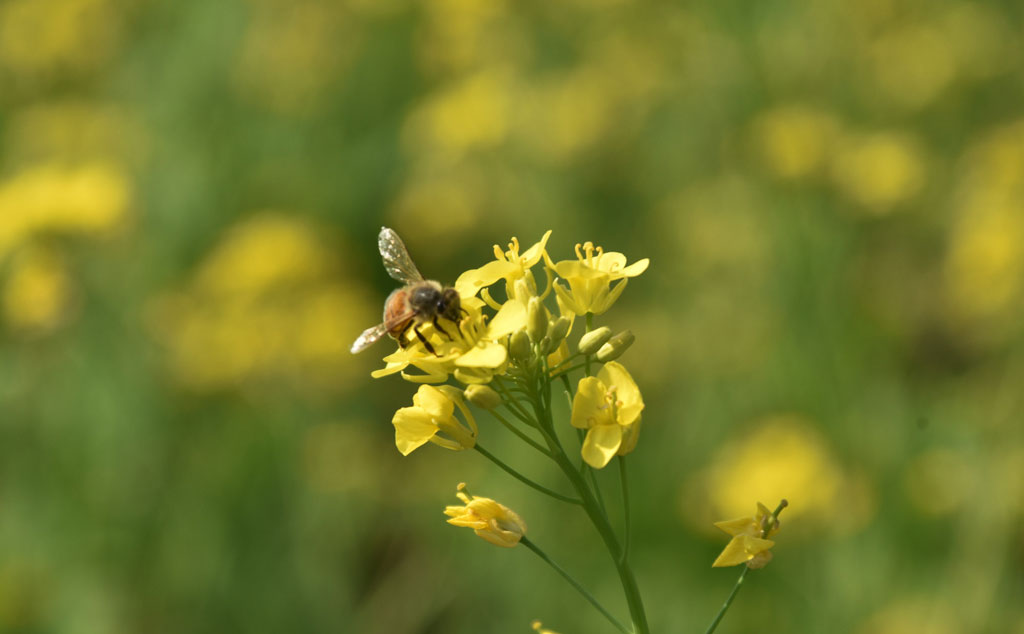 দিনের ছবি (২৮ নভেম্বর, ২০২৫)