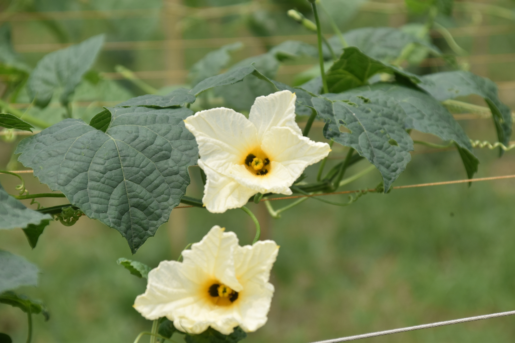 দিনের ছবি (১১ জুন, ২০২৬)