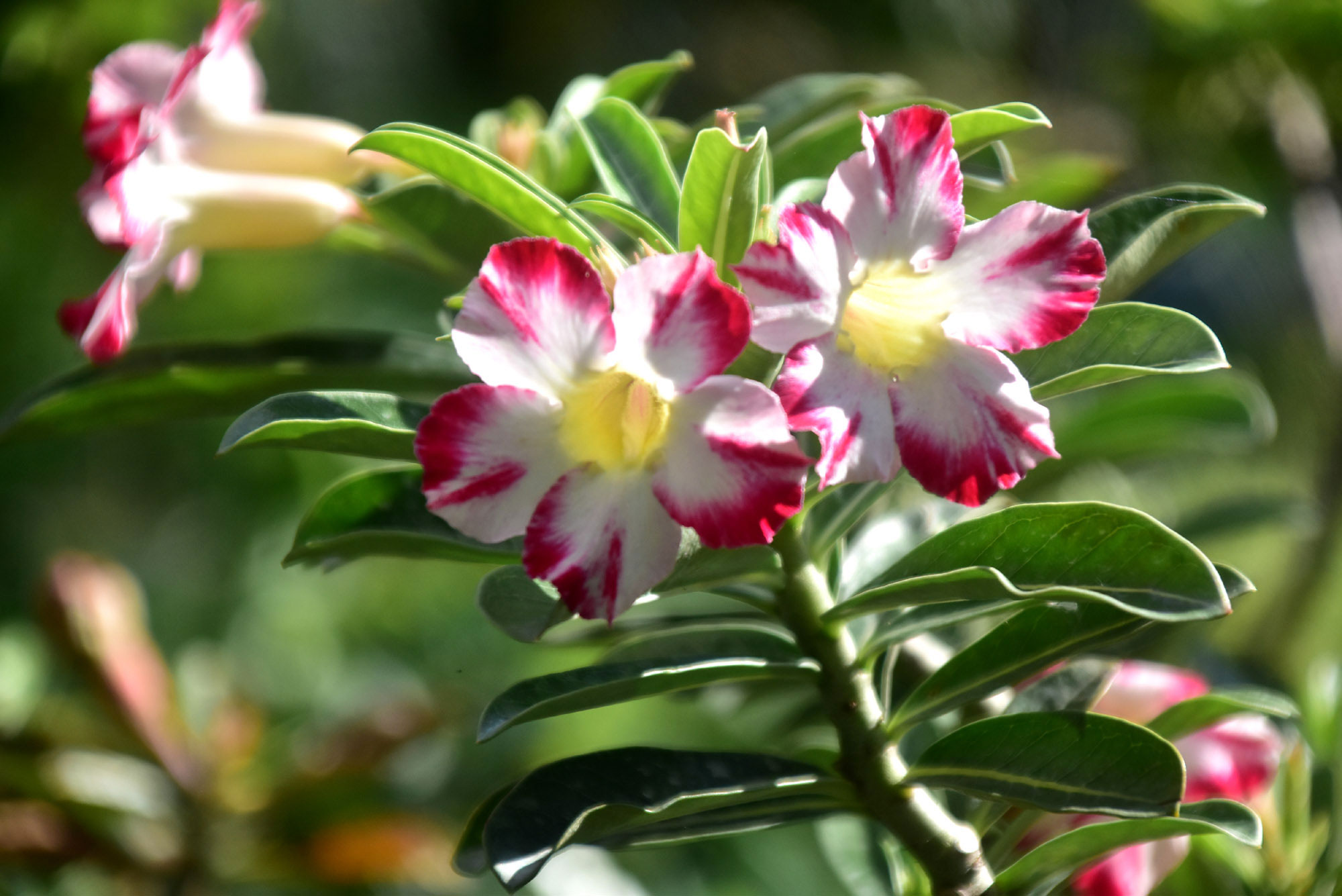 দিনের ছবি (১৮আগস্ট, ২০২৫)