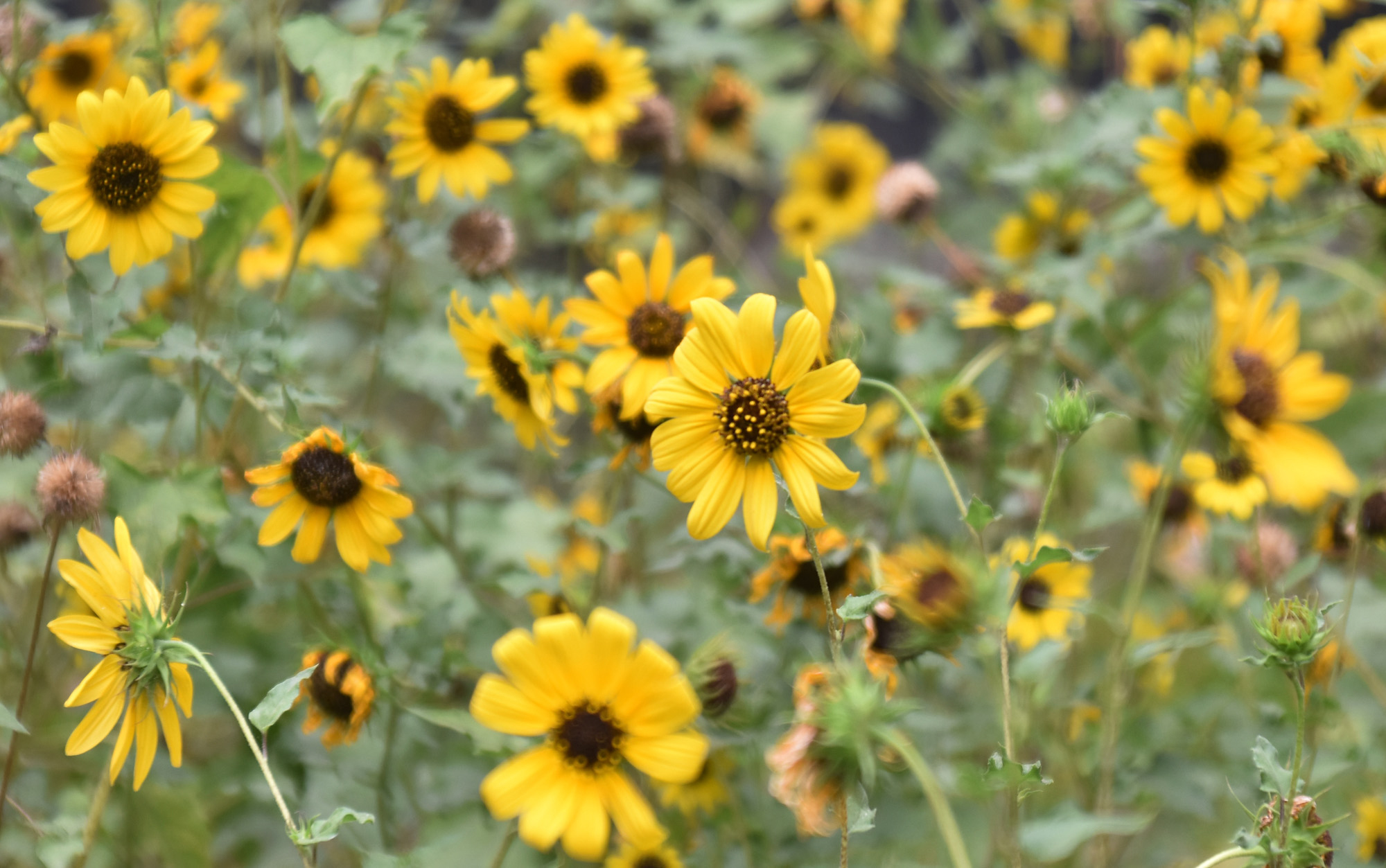 বিচ সানফ্লাওয়ার, কিউকাম্বারলিফ সানফ্লাওয়ার ও ডিউন সানফ্লাওয়ার—প্রকৃতির এই মনোমুগ্ধকর ফুলগুলো এখন শোভা পাচ্ছে রাজশাহী রুয়েটের ফুলবাগানে। ছোট আকারের উজ্জ্বল হলুদ রশ্মি-পাপড়ি এবং কেন্দ্রে স্পষ্ট বাদামি বা বেগুনি-বাদামি চাকতি এই ফুলগুলোর প্রধান বৈশিষ্ট্য। এগুলো সাধারণত নিচু বা বিস্তৃত বহুবর্ষজীবী উদ্ভিদ, যা বেলে মাটিতে খুব ভালোভাবে জন্মে। ছবি: মিলন শেখ