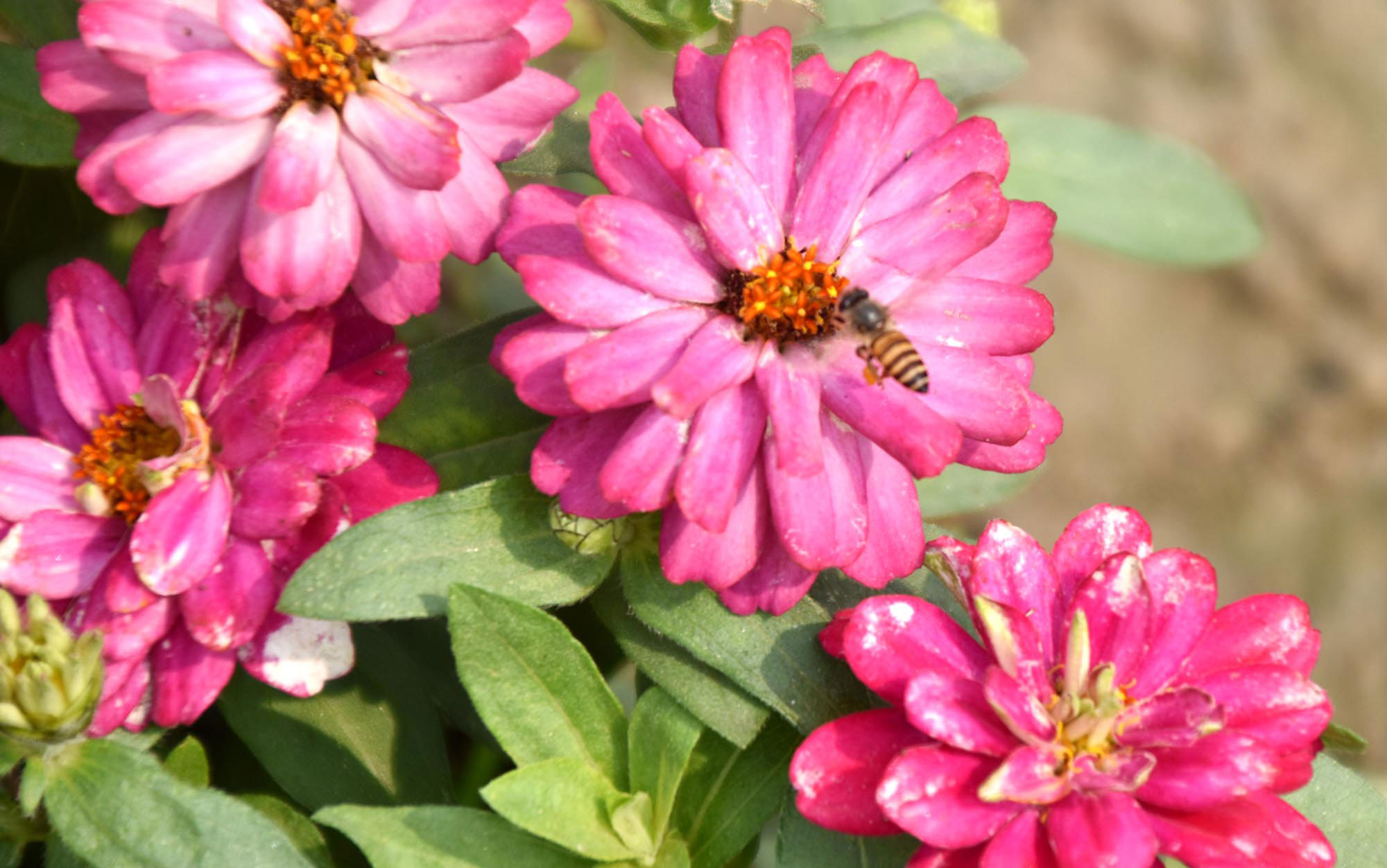 রাজশাহীর কেন্দ্রীয় শহীদ মিনার প্রাঙ্গণে ফুটে থাকা জিনিয়া এলিগ্যান্স ফুল থেকে মধু আহরণ করছে একটি মৌমাছি। ছবি: মিলন শেখ