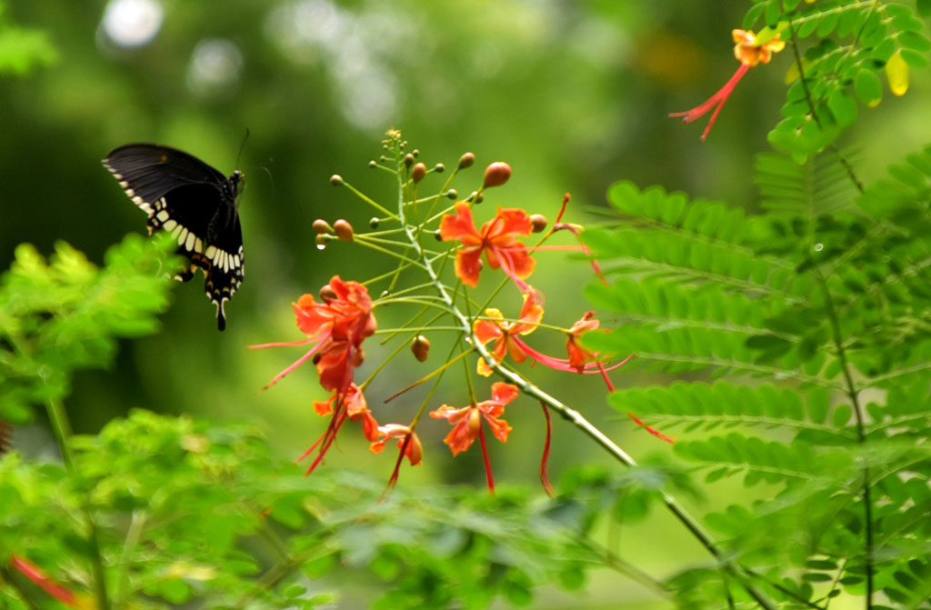 দিনের ছবি (১৭ জুলাই ২০২৫)