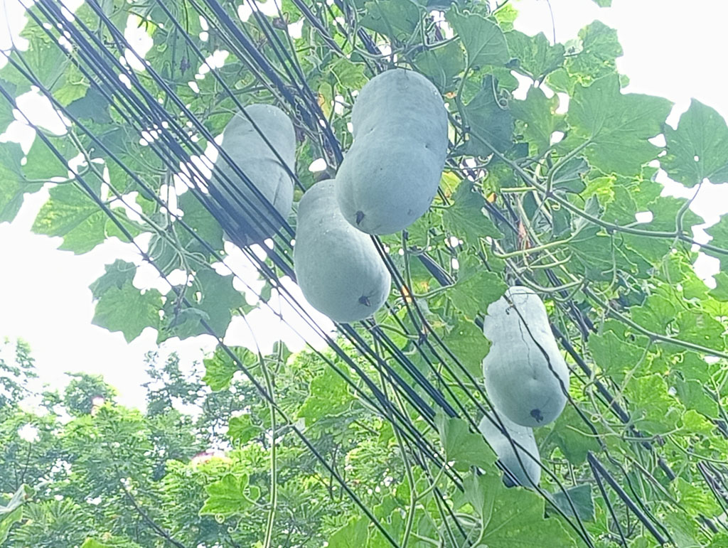 দিনের ছবি (৬ সেপ্টেম্বর, ২০২৬)