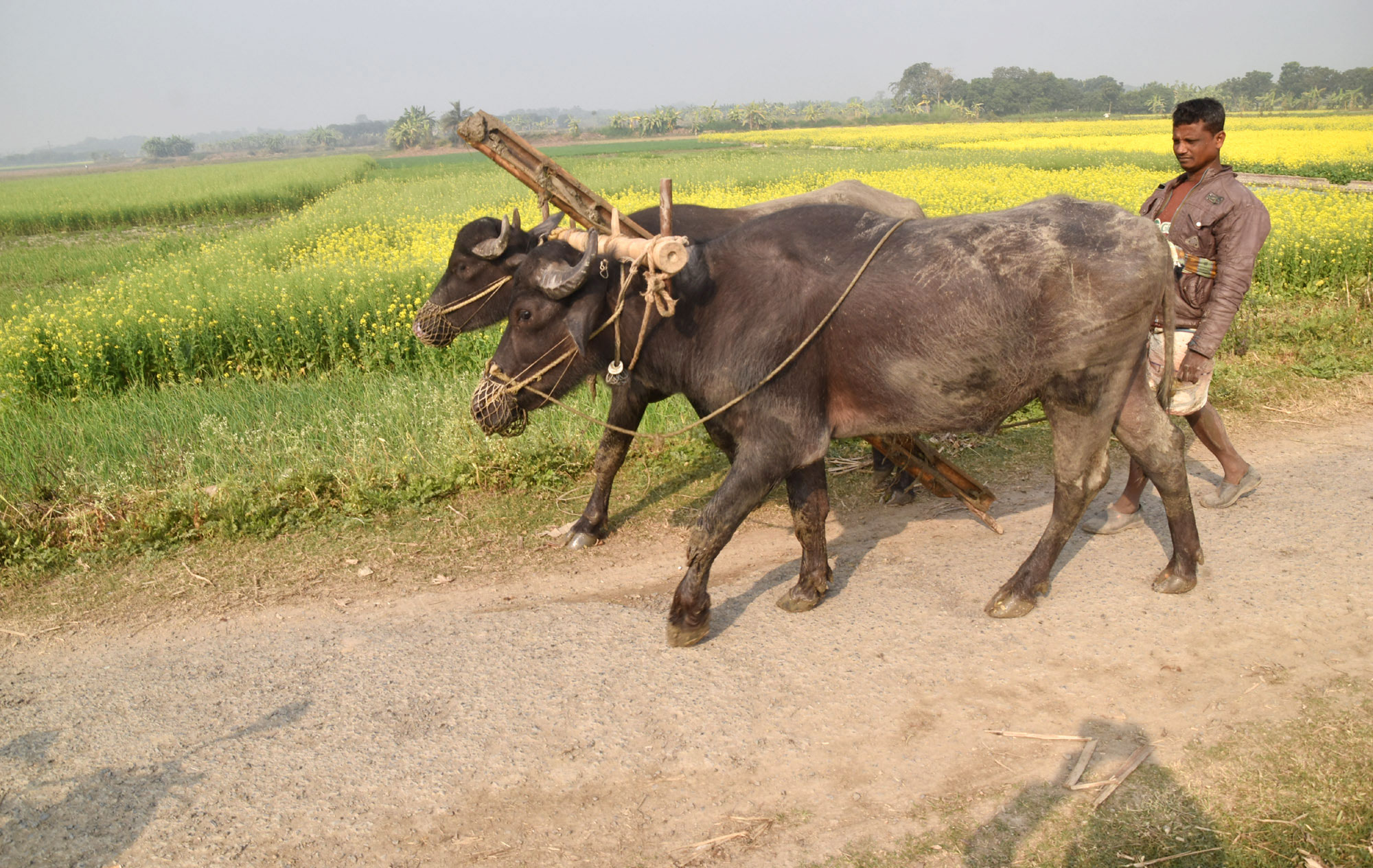 বরেন্দ্র অঞ্চলে ভোর থেকে জমিতে মই দেওয়ার কাজ শেষে মহিষ নিয়ে কাদামাখা শরীরে বাড়ি ফিরছেন এক কৃষক। রাজশাহীর পবা উপজেলার হড়গ্রাম ইউনিয়নের খিরশিন টেকর এলাকার গ্রামীণ সড়ক থেকে তোলা। ছবি: মিলন শেখ