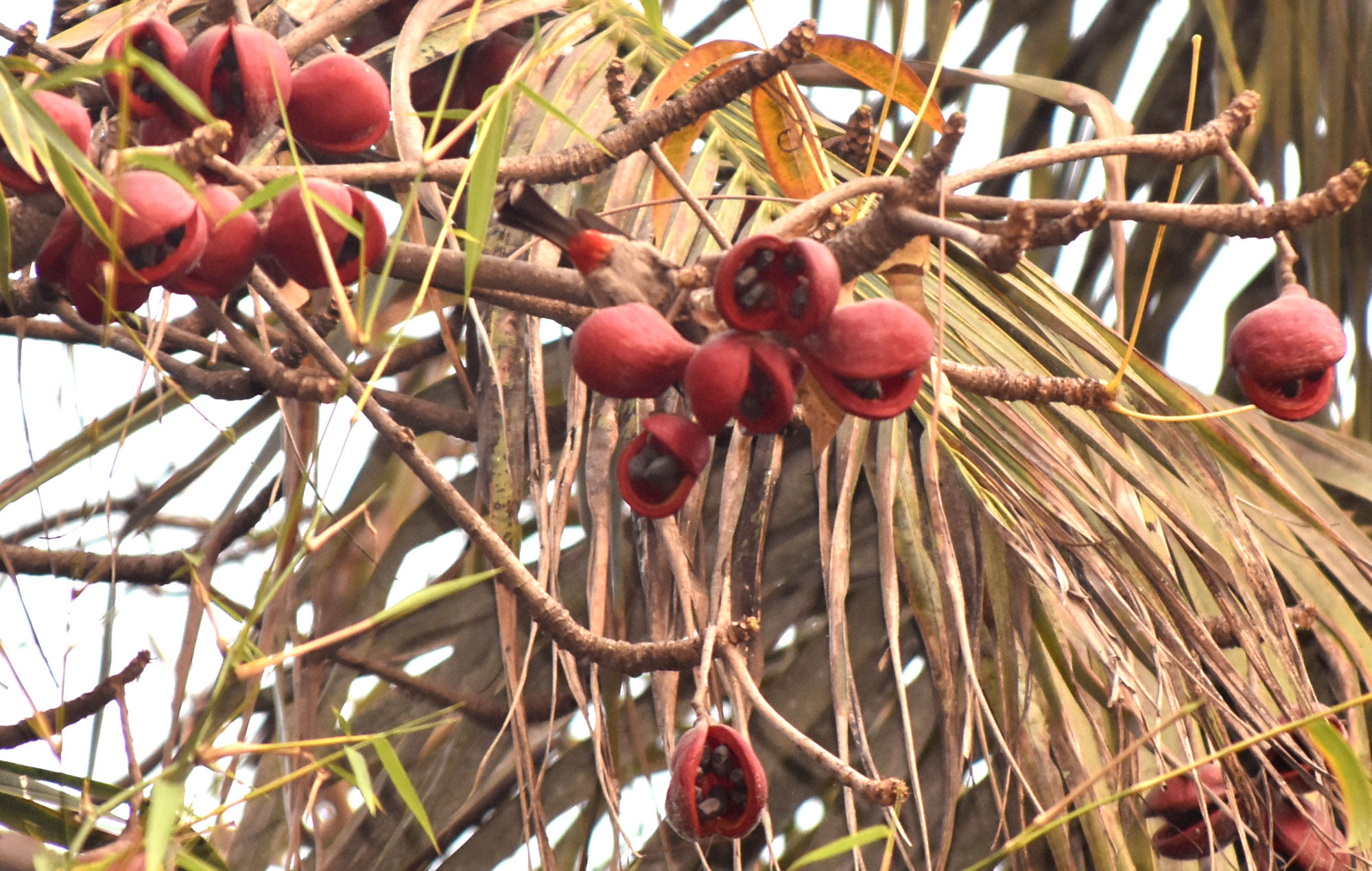 জাভা জলপাইগাছের (Sterculia foetida) উজ্জ্বল লাল রঙের স্বতন্ত্র ফল। গাছটি বন্য ভারতীয় বাদাম, চিনাবাদাম বা বক্স বাদাম নামেও পরিচিত। এটি একটি বড় আকারের শুষ্ক পর্ণমোচী গাছ, যা প্রায় ৪০ মিটার পর্যন্ত উঁচু হতে পারে। ফলগুলো ক্যাস্টানেট আকৃতির শুঁটি, যা ফেটে তেলসমৃদ্ধ বড় বীজ বের হয়। ভাজা হলে এসব বীজ ভোজ্য এবং কিছু অঞ্চলে জনপ্রিয় রাস্তার খাবার। রাজশাহী নগরের রাজাহাটা এলাকা থেকে তোলা। ছবি: মিলন শেখ