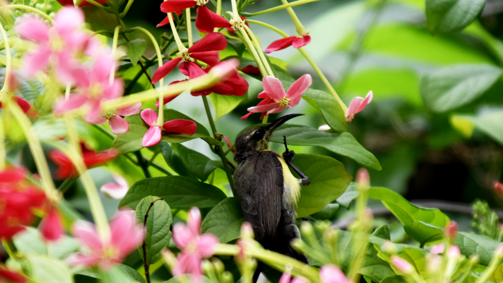 দিনের ছবি (১৩ জুন, ২০২৬)