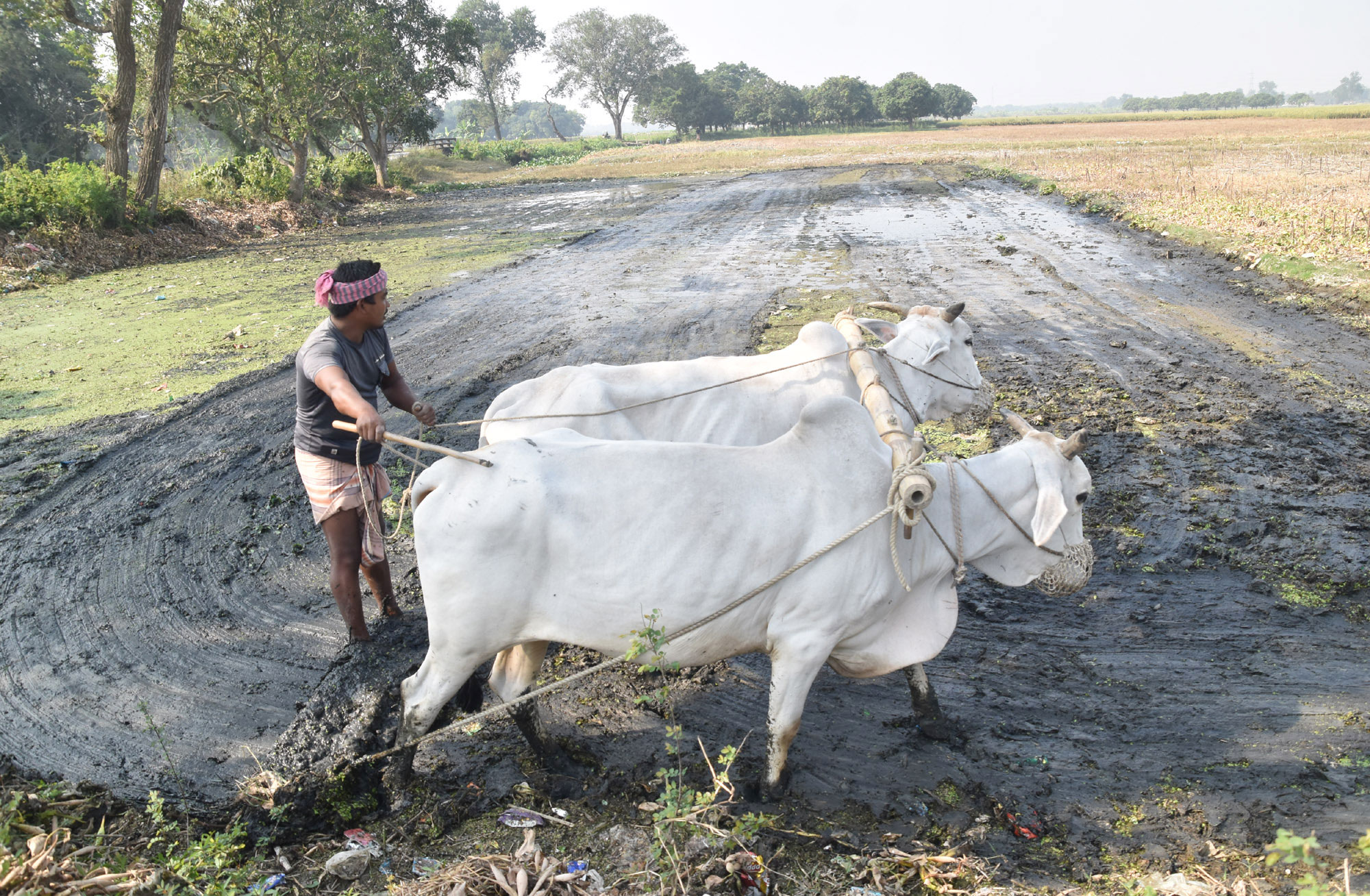 দিনের ছবি (২৩ নভেম্বর, ২০২৫)