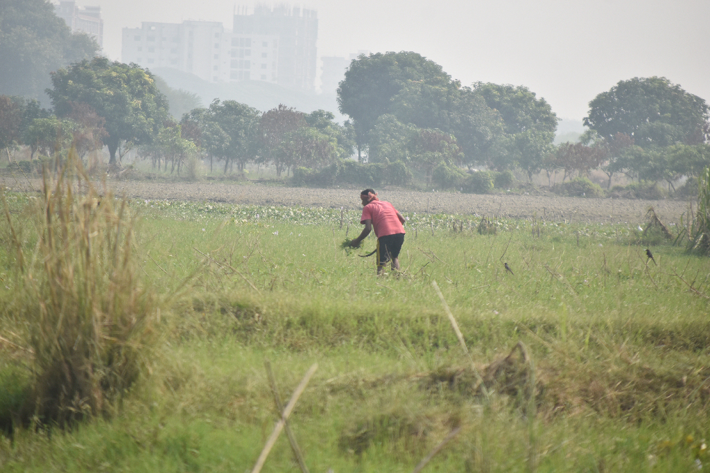 দিনের ছবি (১৩ নভেম্বর, ২০২৫)