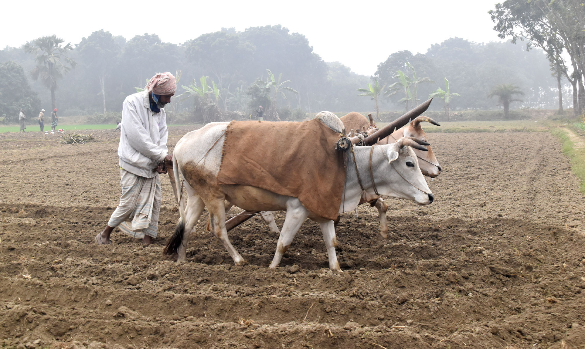 শীতের সকালে ঠাণ্ডা থেকে রক্ষা করতে গরুর গায়ে পাটের বস্তা জড়িয়ে লাঙল দিচ্ছেন এক কৃষক। রাজশাহীর পবা উপজেলার পারিলা ইউনিয়নের উত্তর কাজীপাড়া গ্রাম থেকে আজ সকালে তোলা। ছবি: মিলন শেখ