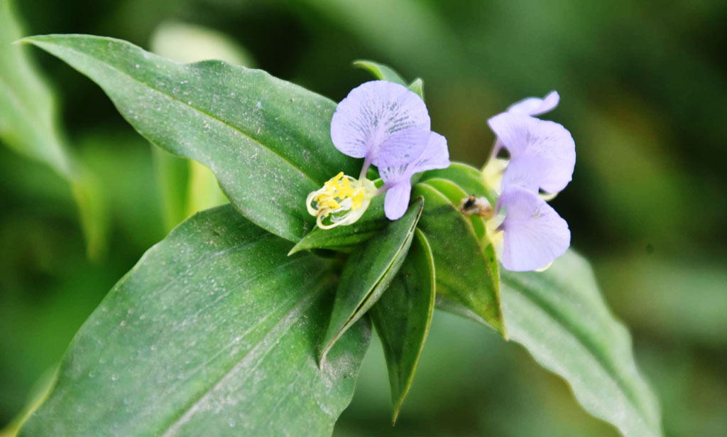 দিনের ছবি (০১ অক্টোবর, ২০২৫)