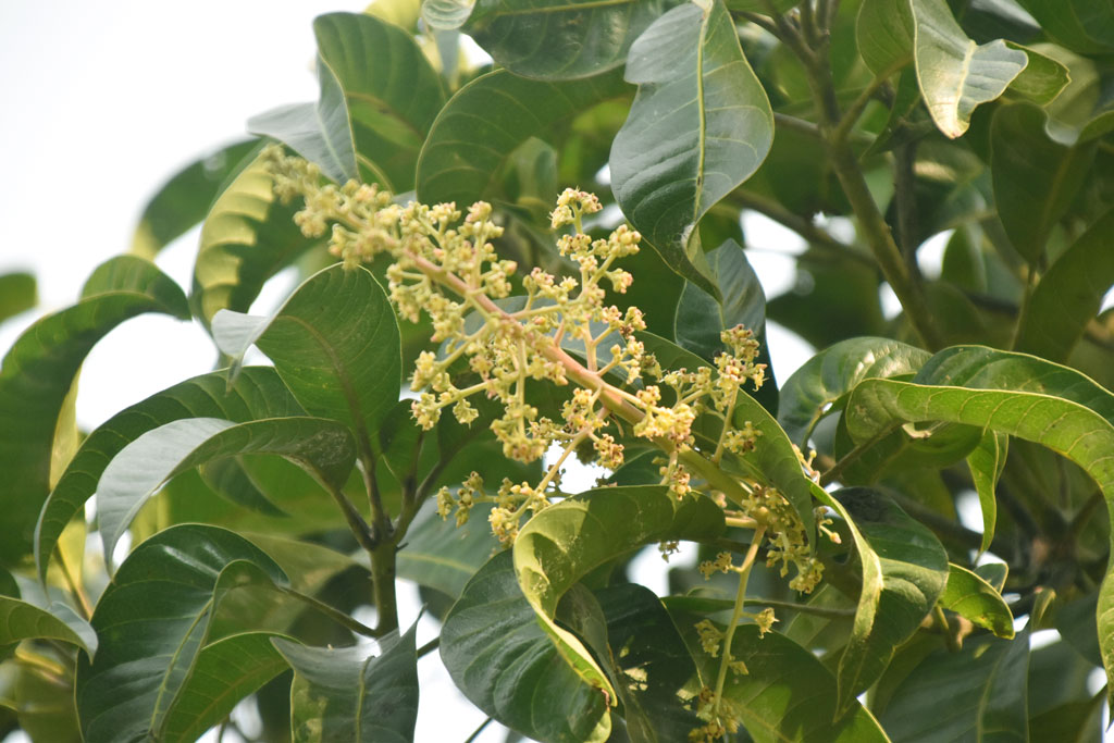 শীত এখনো পুরোদমে দেখা দেয়নি। কিন্তু এর মধ্যেই রাজশাহীর কোট আমবাগান ভরে উঠেছে মুকুলে। এই সোনালি মুকুল হলো বসন্তের আগমন ও গ্রীষ্মের প্রাচুর্যের প্রথম ইশারা। প্রকৃতির এই অপরূপ দৃশ্যে মিশে আছে ফলের রাজত্বের হাতছানি। ছবি: মিলন শেখ