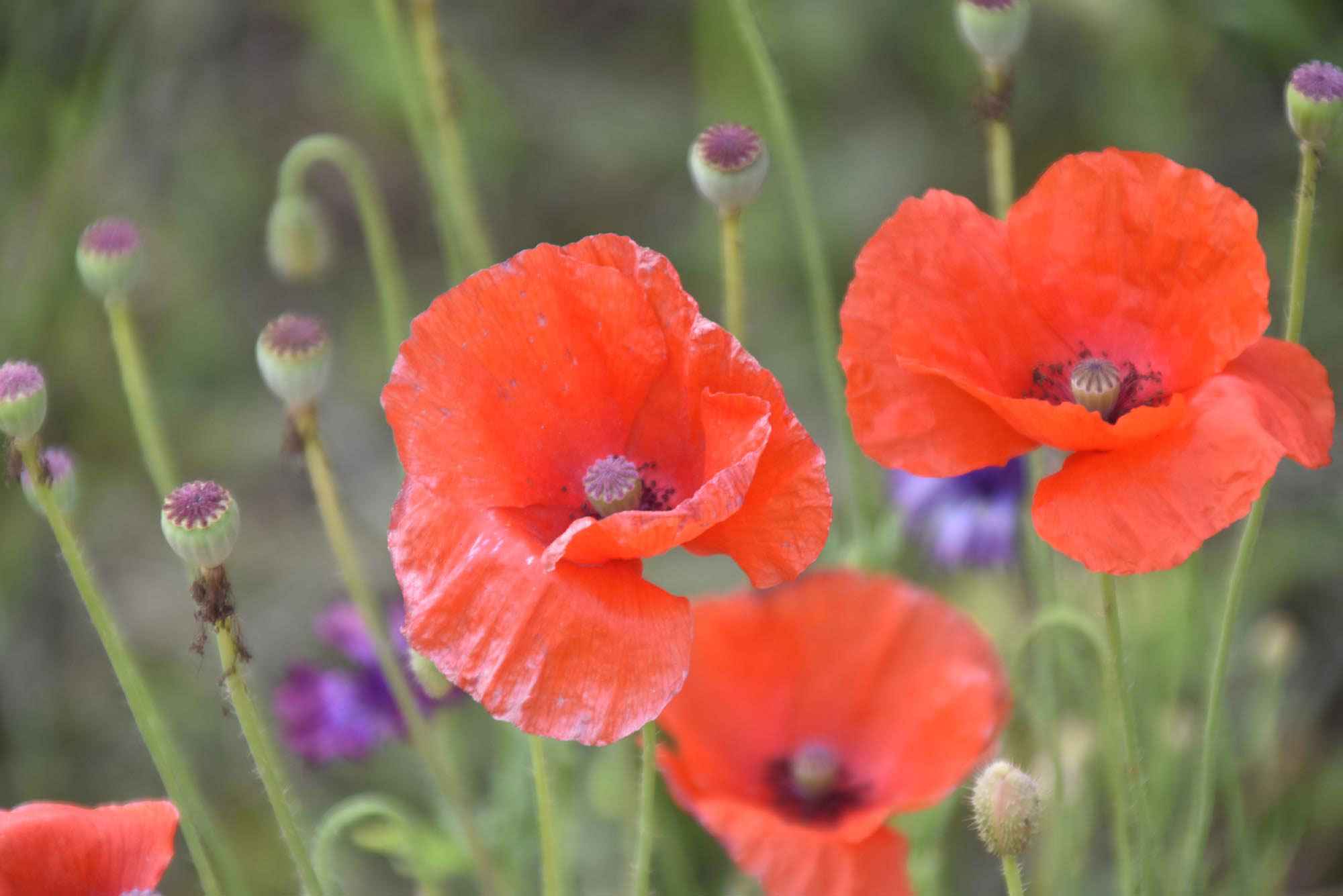 পাপাভার রোয়াস (রেড পপি বা কর্ন পপি), যা তার উজ্জ্বল লাল পাপড়ি ও গাঢ় কেন্দ্রের জন্য পরিচিত। স্মৃতির প্রতীক হিসেবে ব্যবহৃত এই বুনোফুল সাধারণত রোদযুক্ত ও সুনিষ্কাশিত মাটিতে জন্মায়। ছবিটি রাজশাহী নগরীর শাহ মখদুম থানা এলাকার একটি বাগান থেকে তোলা। ছবি: মিলন শেখ