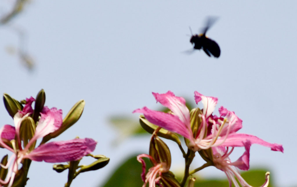 বাউহিনিয়া গাছের ফুল থেকে মধু আহরণ করছে ভোমরা। গাছটি অর্কিড গাছ বা পর্বত আবলুস নামেও পরিচিত। রাজশাহী নগরীর বুলনপুর এলাকা থেকে তোলা। ছবি: মিলন শেখ