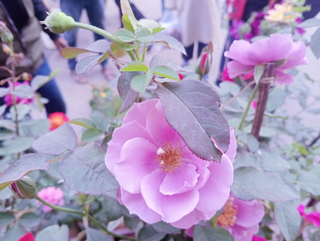 টবে ফুটেছে গোলাপি রঙের গোলাপ ফুল। শহরের ব্যস্ততার মধ্যেও এমন ফুলের সৌন্দর্য নজর কাড়ে পথচারীদের। রাজশাহী নগরীর আলুপট্টি মোড় এলাকা থেকে তোলা। ছবি: মিলন শেখ