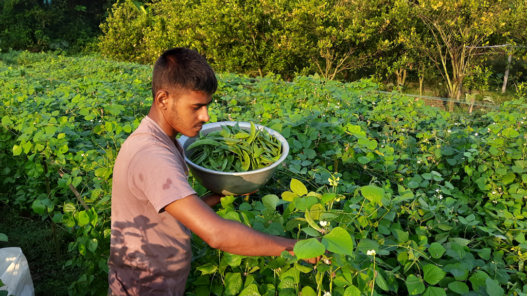 প্রতি কেজি শিম বাজারে পাইকারি বিক্রি হচ্ছে ১২০ থেকে ১৪০ টাকায়। এ বছর আগাম জাতের শিম চাষে লাভবান রাকিব হোসেন। আজ সকালে যশোরের ঝিকরগাছার হাজির আলী গ্রামের মাঠ থেকে তোলা। ছবি: মাসুদুর রহমান মাসুদ
