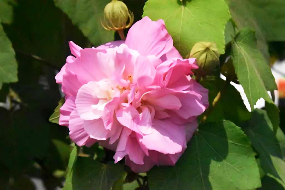দিনের ছবি (০৩ অক্টোবর, ২০২৬)