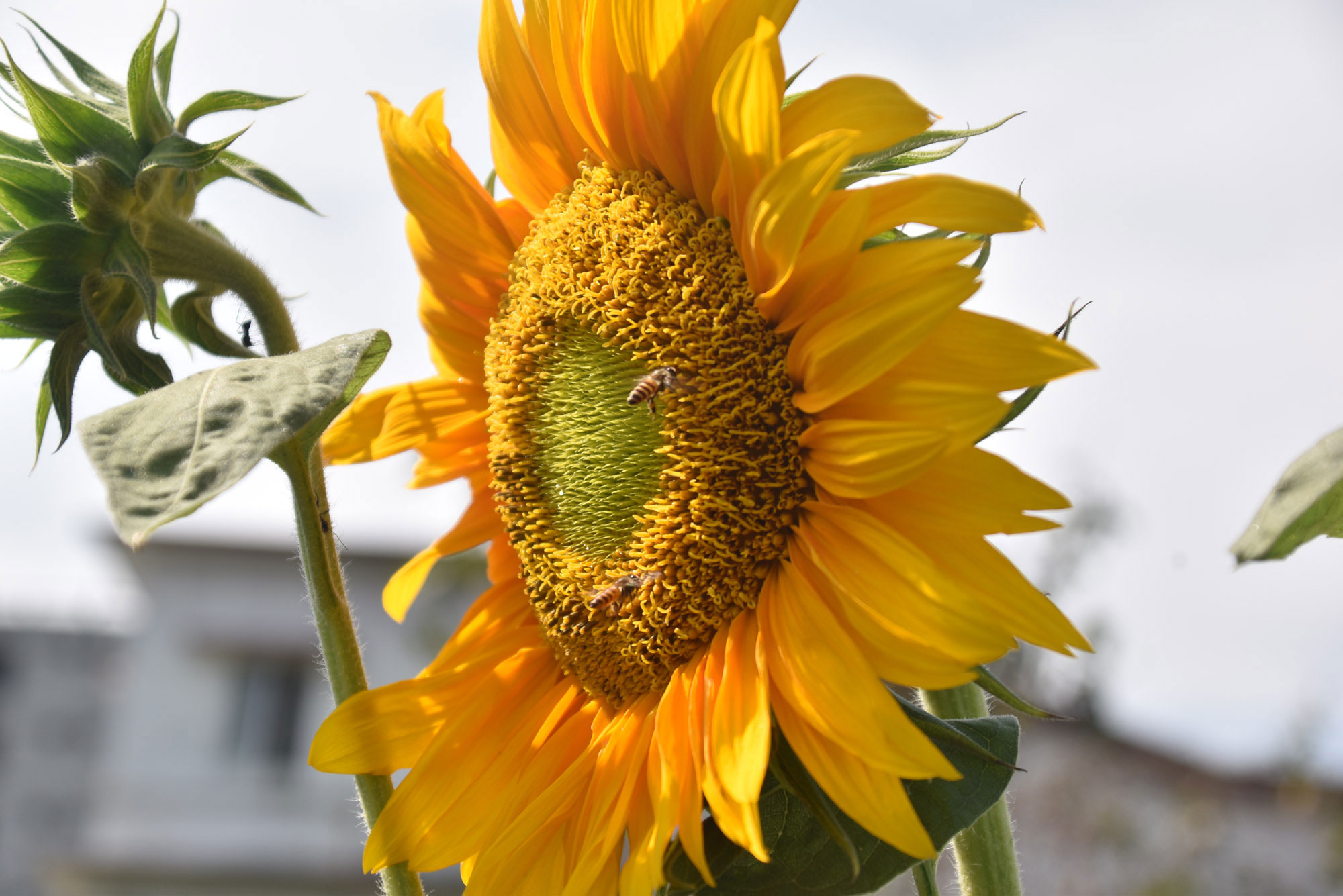 সারি সারি গাছে ফুটেছে সূর্যমুখী ফুল। আর সেই ফুল থেকে মধু আহরণ করছে মৌমাছি। রাজশাহী নগরীর আলিফ লাম মীম ভাটার রাস্তার আইল্যান্ড থেকে আজ সকালে তোলা। ছবি: মিলন শেখ