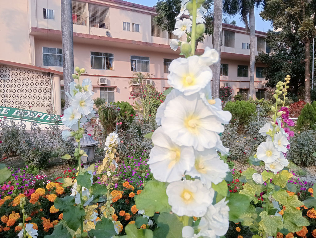 রাজশাহী মেডিকেল কলেজ হাসপাতালের ফুল বাগানে ফুটে থাকা গোলাপি হলিহক (Alcea rosea)। রৌদ্রোজ্জ্বল পরিবেশে বেড়ে ওঠা এ ফুল বাগানসজ্জায় বেশ জনপ্রিয়। ছবি: মিলন শেখ