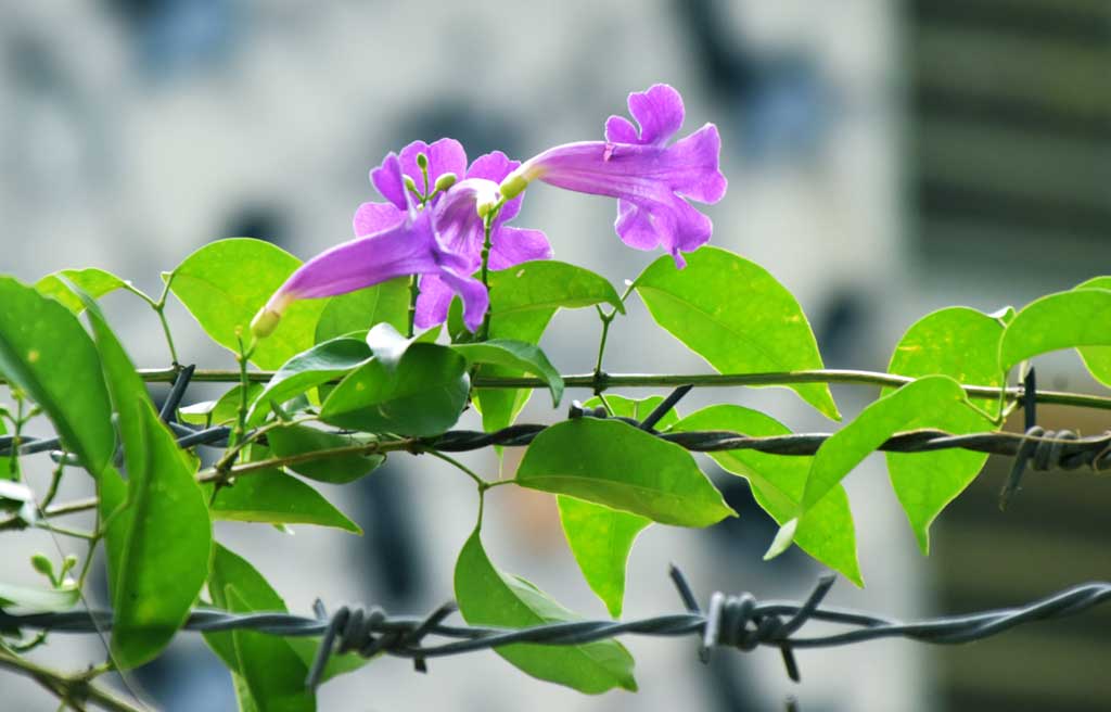দিনের ছবি (১৮ জুলাই ২০২৫)