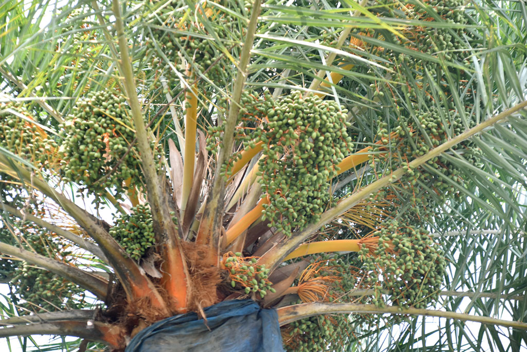 দিনের ছবি (২৯ মার্চ, ২০২৬)