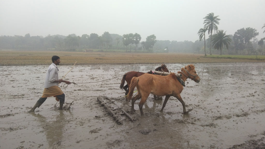 সাতক্ষীরা জেলার তালা উপজেলার পাটকেলঘাটা এলাকায় কৃষক মিজানুর রহমান ঘোড়া দিয়ে হালচাষ করছেন। পাটকেলঘাটার আমতলাডাঙ্গা বিল থেকে তোলা। ছবি: মুজিবুর রহমান