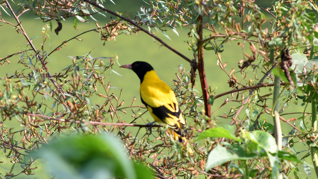দিনের ছবি (২৫ অক্টোবর, ২০২৫)