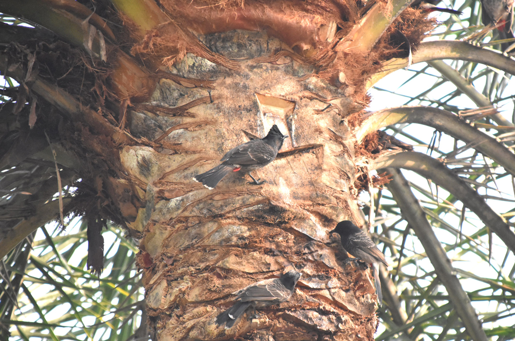 দিনের ছবি (১৫ নভেম্বর, ২০২৫)