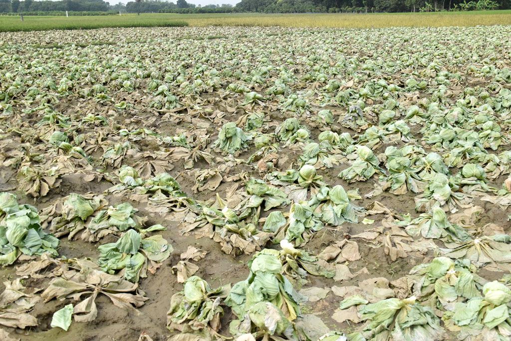 বৃষ্টির পানিতে নষ্ট হয়েছে বাঁধাকপির খেত। এতে কপাল পুড়েছে কৃষকের। রাজশাহীর গোদাগাড়ী উপজেলার দেওপাড়া ইউনিয়ন এলাকা থেকে তোলা। ছবি: মিলন শেখ