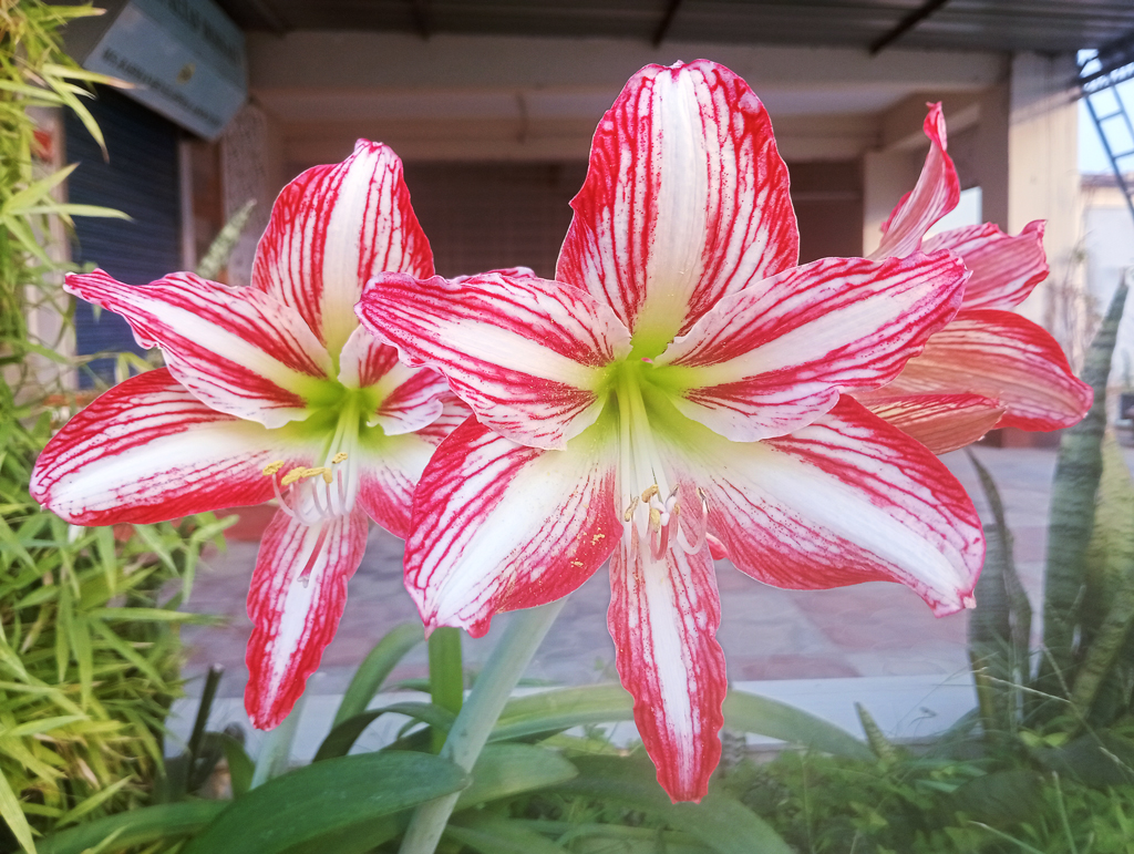 ডোরাকাটা অ্যামেরিলিস ফুল। সাদা পটভূমিতে উজ্জ্বল গোলাপি বা লাল ডোরাযুক্ত বড় ট্রাম্পেট আকৃতির ফুলটি সাধারণত স্ট্রাইপড বার্বাডোস লিলি নামে পরিচিত। বহুবর্ষজীবী বাল্বজাত এই উদ্ভিদ এক থেকে তিন ফুট পর্যন্ত লম্বা শক্ত কাণ্ডে ফুল ফোটায়। সাধারণত বসন্ত বা গ্রীষ্মে বাইরে স্বাভাবিকভাবে ফুটলেও ঘরের ভেতরে অনেক সময় শরতের শেষ ভাগ বা শীতেও এই ফুল ফোটানো যায়। রাজশাহী নগরীর আলুপট্টি মোড় এলাকার একটি ছাদবাগান থেকে তোলা।ছবি: মিলন শেখ