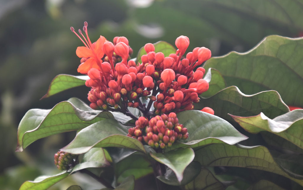ক্লেরোডেনড্রাম স্প্লেন্ডেন্স। এটি সাধারণভাবে জ্বলন্ত গ্লোরিবাওয়ার বা গ্লোরি ট্রি নামে পরিচিত। গ্রীষ্মমণ্ডলীয় পশ্চিম আফ্রিকার এই চিরহরিৎ আরোহী ঝোপজাতীয় উদ্ভিদটি প্রায় ৩ মিটার লম্বা হয়। ঘন গুচ্ছে ফোটা উজ্জ্বল লাল, নলাকার ফুল এর প্রধান বৈশিষ্ট্য। আংশিক ছায়া থেকে পূর্ণ রোদ এবং আর্দ্র, ভালো নিষ্কাশনযুক্ত মাটিতে এটি ভালোভাবে বেড়ে ওঠে। রাজশাহী নগরীর গুড়িপাড়া এলাকার একটি বাড়ির সামনের গেট থেকে তোলা। ছবি: মিলন শেখ