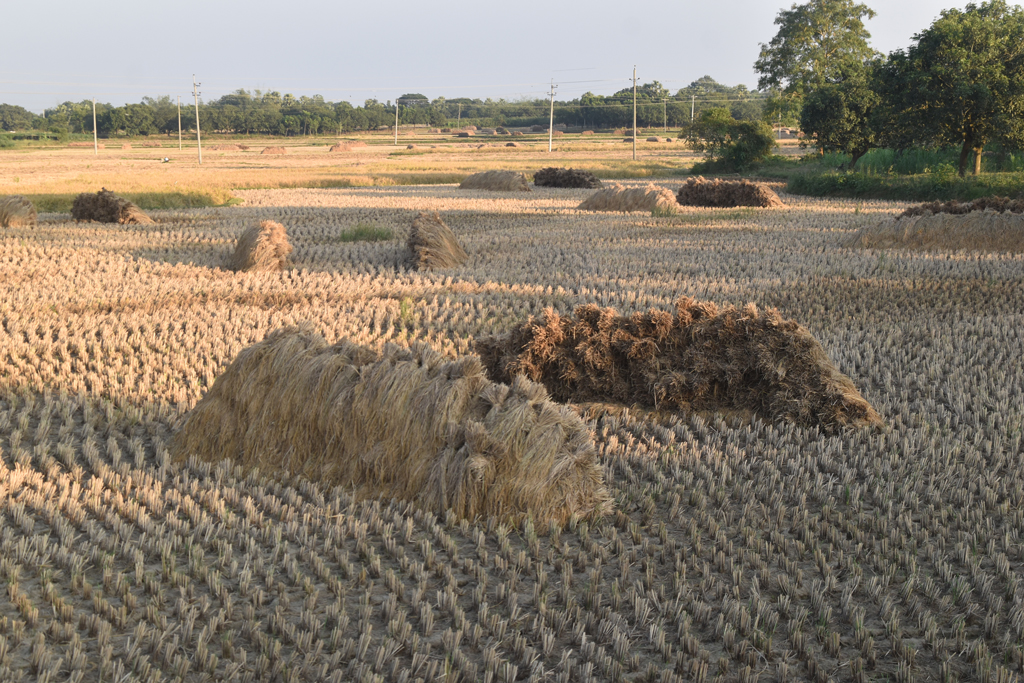 দিনের ছবি (০১ ডিসেম্বর, ২০২৫)