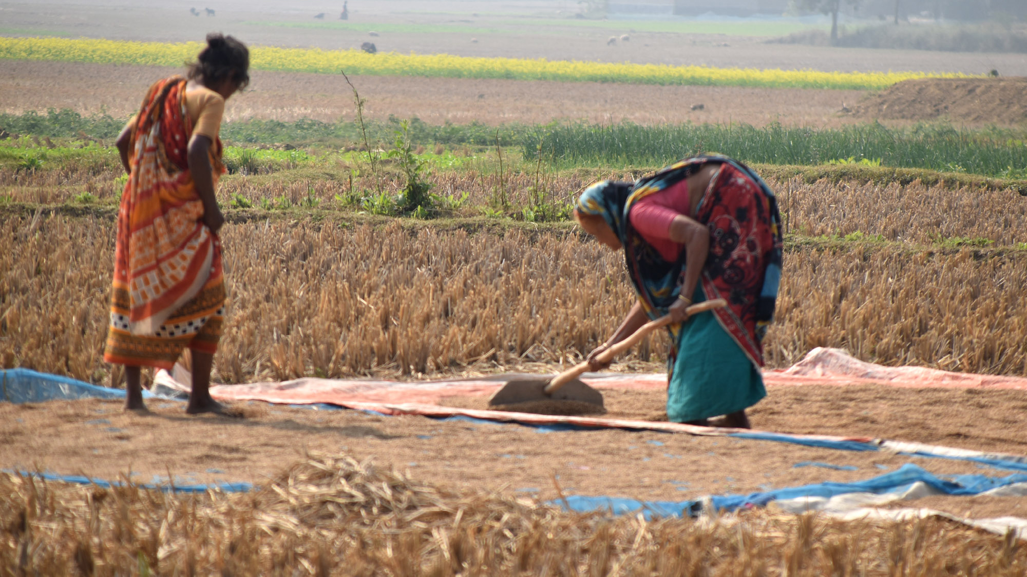 বরেন্দ্র অঞ্চলে ধান কাটা প্রায় শেষ। এখন জমির ওপর জাল বিছিয়ে কিষানিরা রোদে ধান শুকানোর কাজে ব্যস্ত সময় কাটাচ্ছেন। রাজশাহীর গোদাগাড়ী উপজেলার দেওপাড়া ইউনিয়নের ফুলবাড়ি এলাকা থেকে তোলা। ছবি: মিলন শেখ