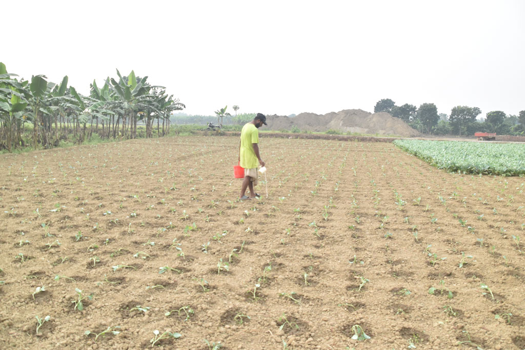 শীতের সবজি ফুলকপি। বরেন্দ্র অঞ্চলের জমিতে লাগানো হয়েছে ফুলকপির চারা। আজ সকালে কৃষক রাশেদ খান চারা গাছে পানি দিচ্ছেন। রাজশাহীর পবা উপজেলার পারিলা ইউনিয়নের কইপুকুর এলাকা থেকে আজ সকালে তোলা। ছবি: মিলন শেখ