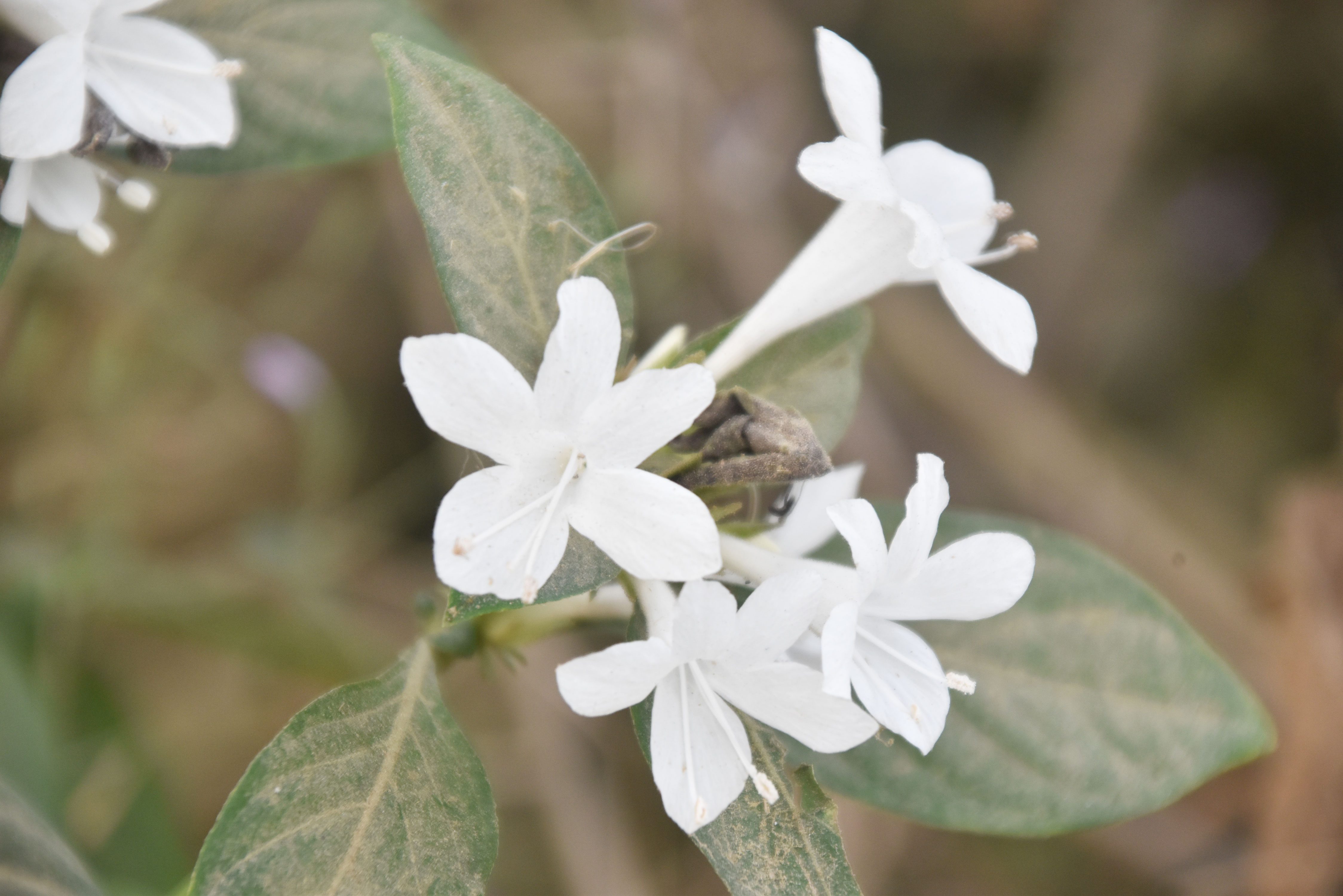 রাজশাহীর গোদাগাড়ী উপজেলার দেওপাড়া ইউনিয়নের ডাইংপাড়া সড়কের পাশে ফুটে থাকা বারলেরিয়া ক্রিস্টাটার (Barleria cristata)। দক্ষিণ এশিয়ার চিরহরিৎ এই গুল্মজাতের ফুল গোলাপি, বেগুনি বা সাদা রঙের হয়। ছবি: মিলন শেখ