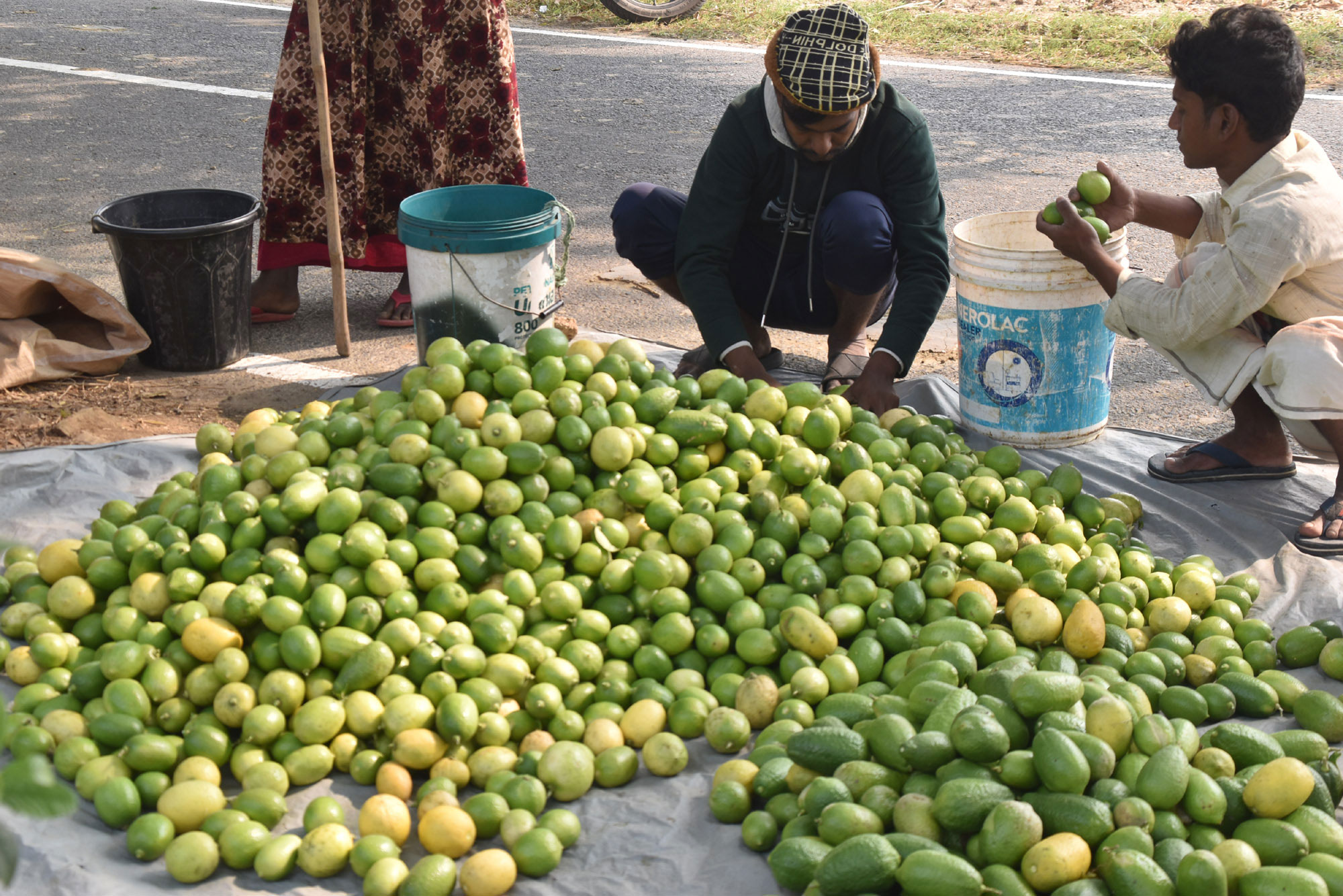 বাগান থেকে লেবু তুলে রাস্তার পাশে রাখা হচ্ছে বিক্রির জন্য। প্রতিটি লেবুর দাম ২ টাকা ৫০ পয়সা। পাইকারি বিক্রির পর সেগুলো পৌঁছে যাবে দেশের বিভিন্ন প্রান্তে। রাজশাহীর গোদাগাড়ী উপজেলার দেওপাড়া ইউনিয়নের ফুলবাড়ী এলাকা থেকে সকালে তোলা। ছবি: মিলন শেখ