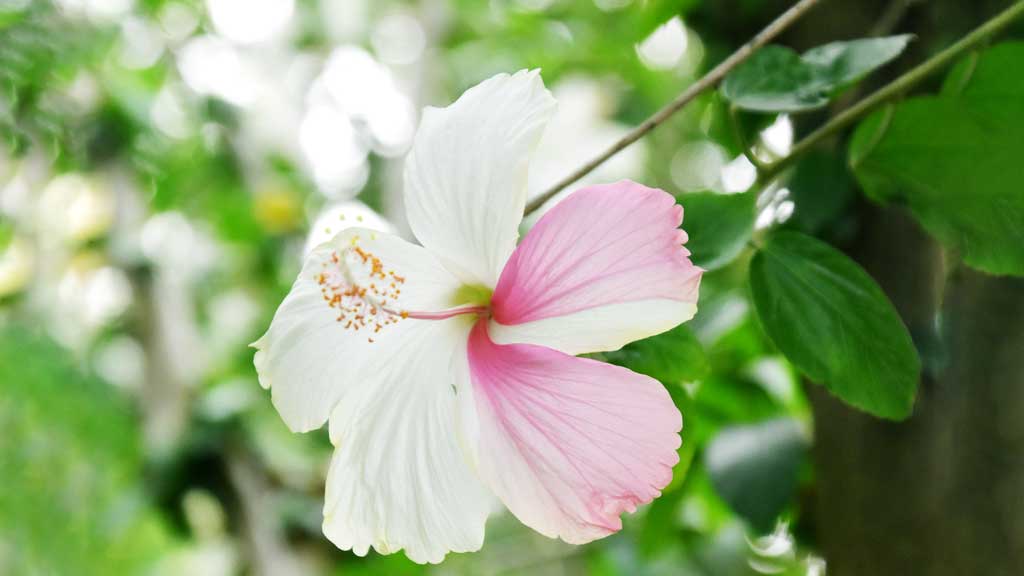 দিনের ছবি (১৭ মে,২০২৫)