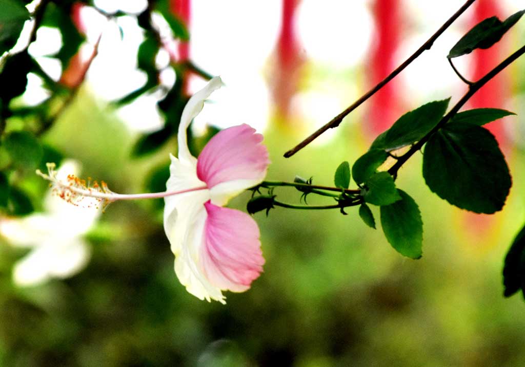রোজা-সিনেনসিস যা সাধারণত চীনা হিবিস্কাস নামে পরিচিত, একটি গ্রীষ্মমণ্ডলীয় ফুলের উদ্ভিদ। এর আরও কিছু নাম হলো চীনা রোজ, হাওয়াইয়ান হিবিস্কাস, রোজ মল্লো ও জুতোব্ল্যাক প্ল্যান্ট। এই উদ্ভিদ পলিনেশিয়ানরা ইউরোপীয় আগমনের আগে পশ্চিম প্রশান্ত মহাসাগরীয় অঞ্চলে চাষ শুরু করেছিল। রাজশাহী নগরীর তালাইমারী শহীদ মিনার এলাকা থেকে তোলা। ছবি: মিলন শেখ