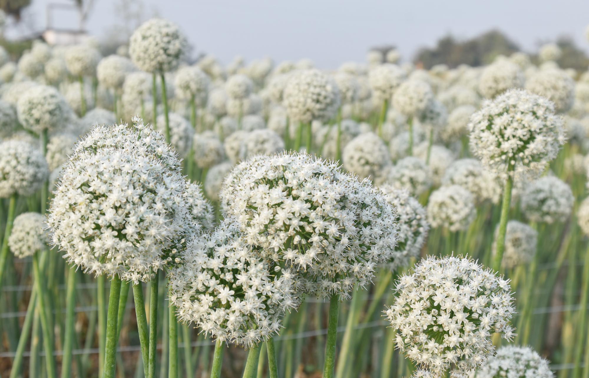 বরেন্দ্র অঞ্চলে জমিতে পেঁয়াজের ফুল। সেগুলো থেকে বীজ তৈরি করবেন কৃষকেরা। রাজশাহীর গোদাগাড়ী উপজেলার দেওপাড়া ইউনিয়নের পলাশবাড়ী এলাকা থেকে তোলা। ছবি: মিলন শেখ
