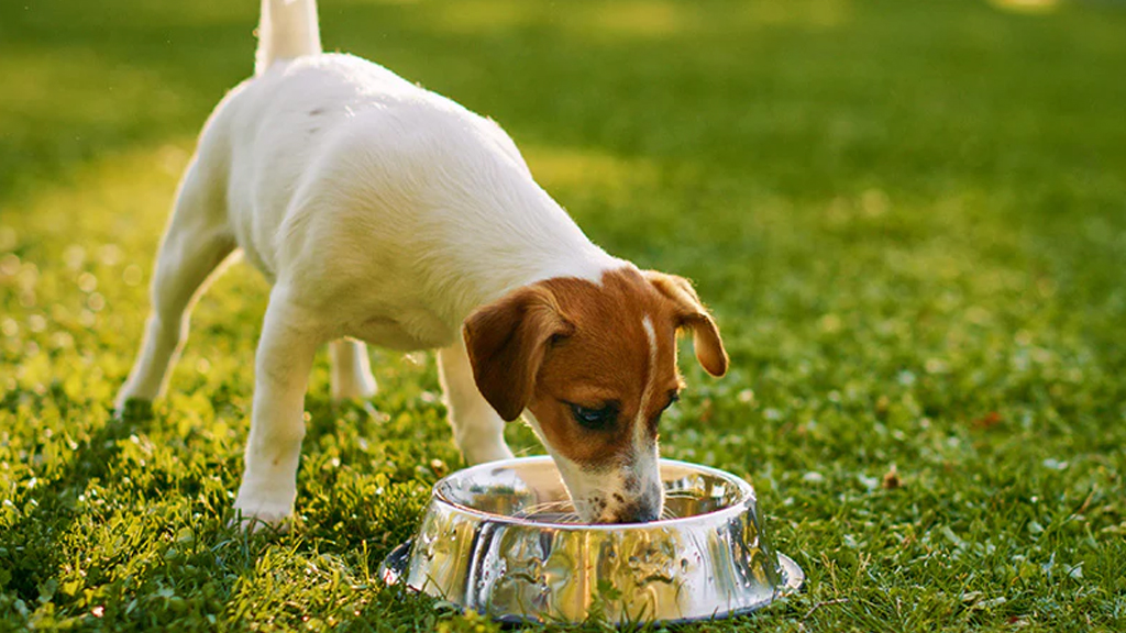 কুকুরকে পানি পান করিয়ে আল্লাহর ক্ষমা পেয়েছিলেন যে নারী