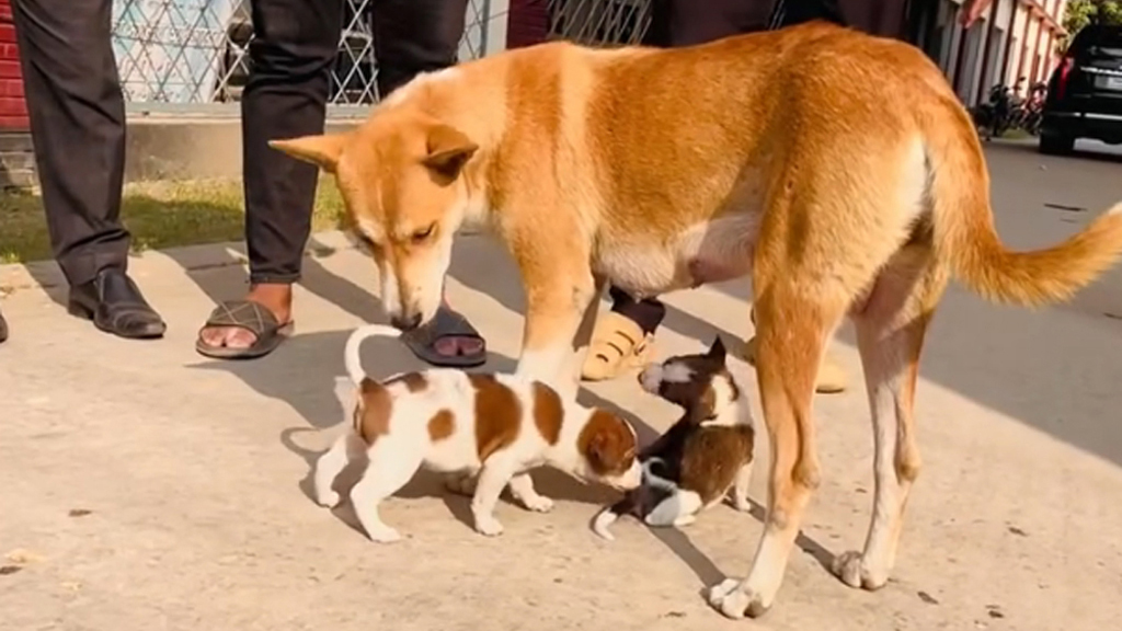 মা কুকুর ও তার আটটি ছানা