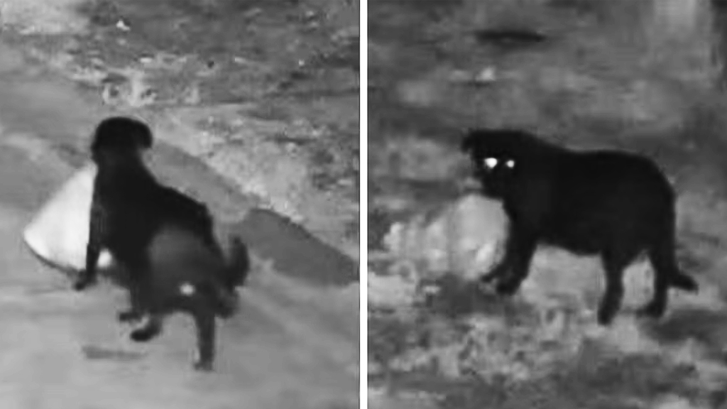 রাস্তার পাশে ময়লা ফেলতে কুকুরকে প্রশিক্ষণ, সিসি ক্যামেরায় ধরা পড়লেন মালিক