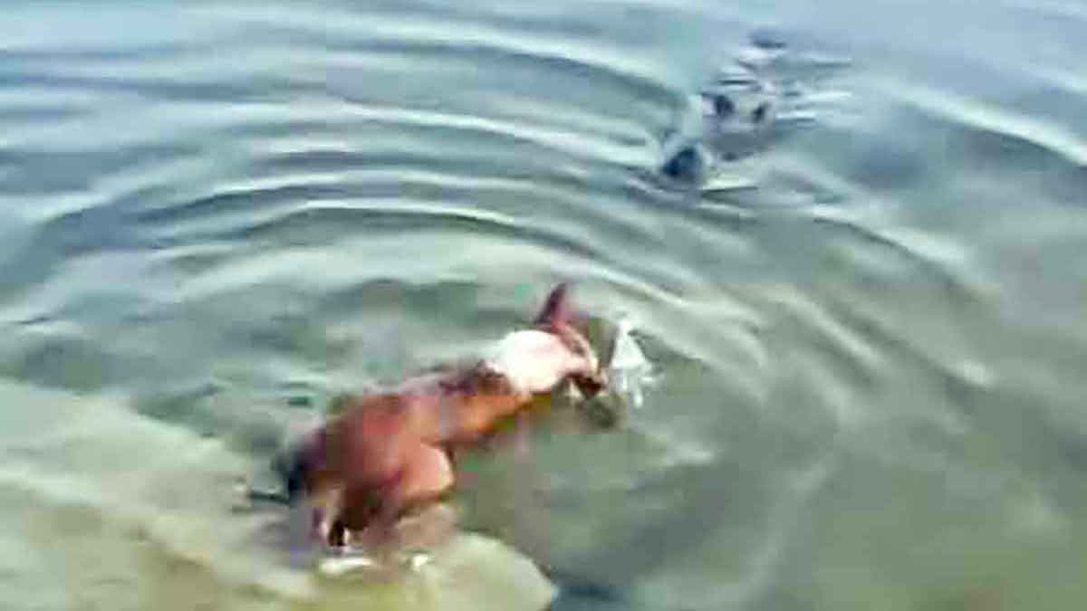 খানজাহান আলীর মাজার: কুমিরের মুখে কুকুর তদন্তে কমিটি, জিডি