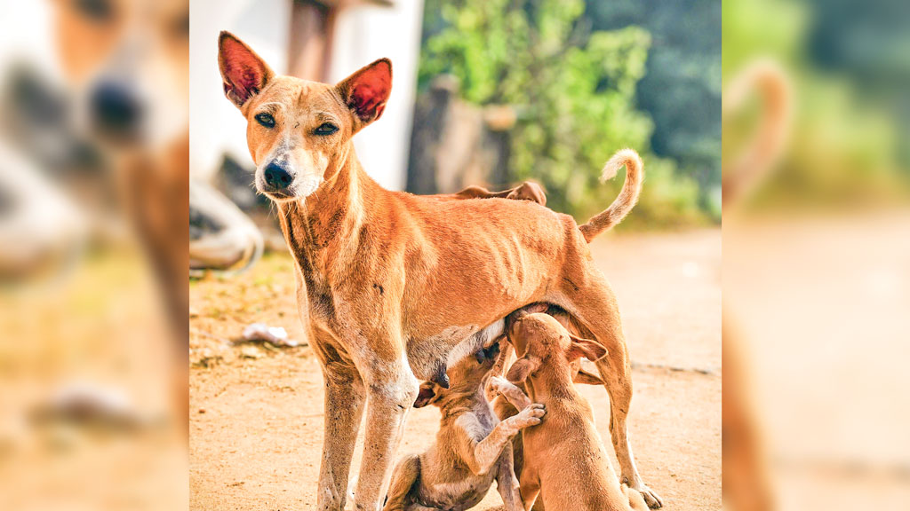 পথের প্রাণীদের কল্যাণ ও সুরক্ষা নিশ্চিতে অপারগ আইন