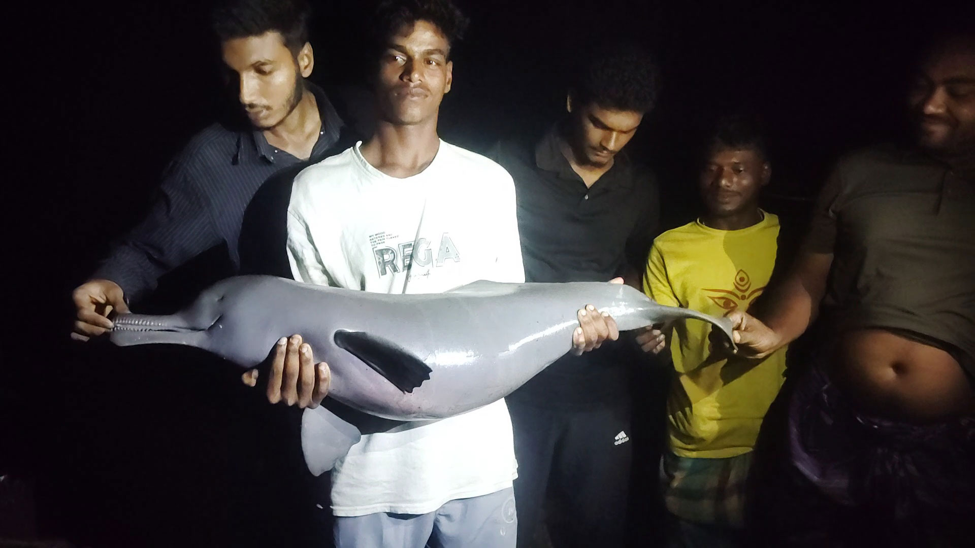 বিষখালী নদীতে বড়শিতে ধরা পড়ল ২০ কেজির ডলফিন