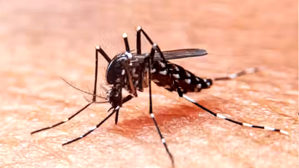 ডেঙ্গু আবারও মৃত্যুদূত
