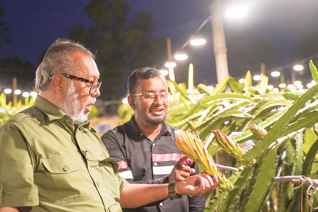 ড্রাগন ফল চাষে বাড়ছে প্রযুক্তির ব্যবহার