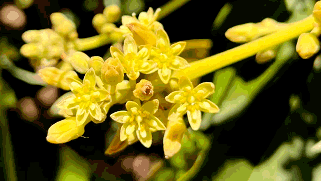 কেন প্রতিদিনই অ্যাভোকাডো ফুলের লিঙ্গ বদলায়—৯৯ বছর পর রহস্য উদ্ঘাটন
