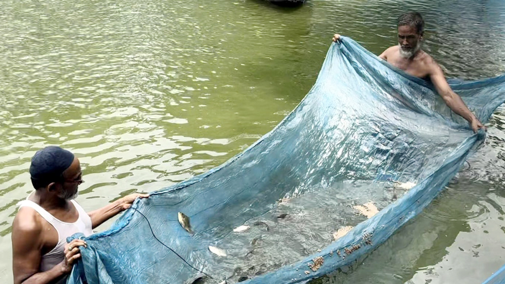 বিলুপ্তপ্রায় দেশি মাছের পোনা উৎপাদনে সফল উদ্যোক্তা কামাল