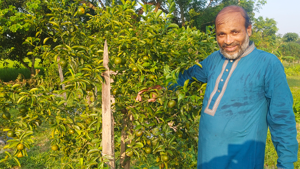 সমতল জমিতে কমলা চাষে সফল দশমিনার আনিছুর