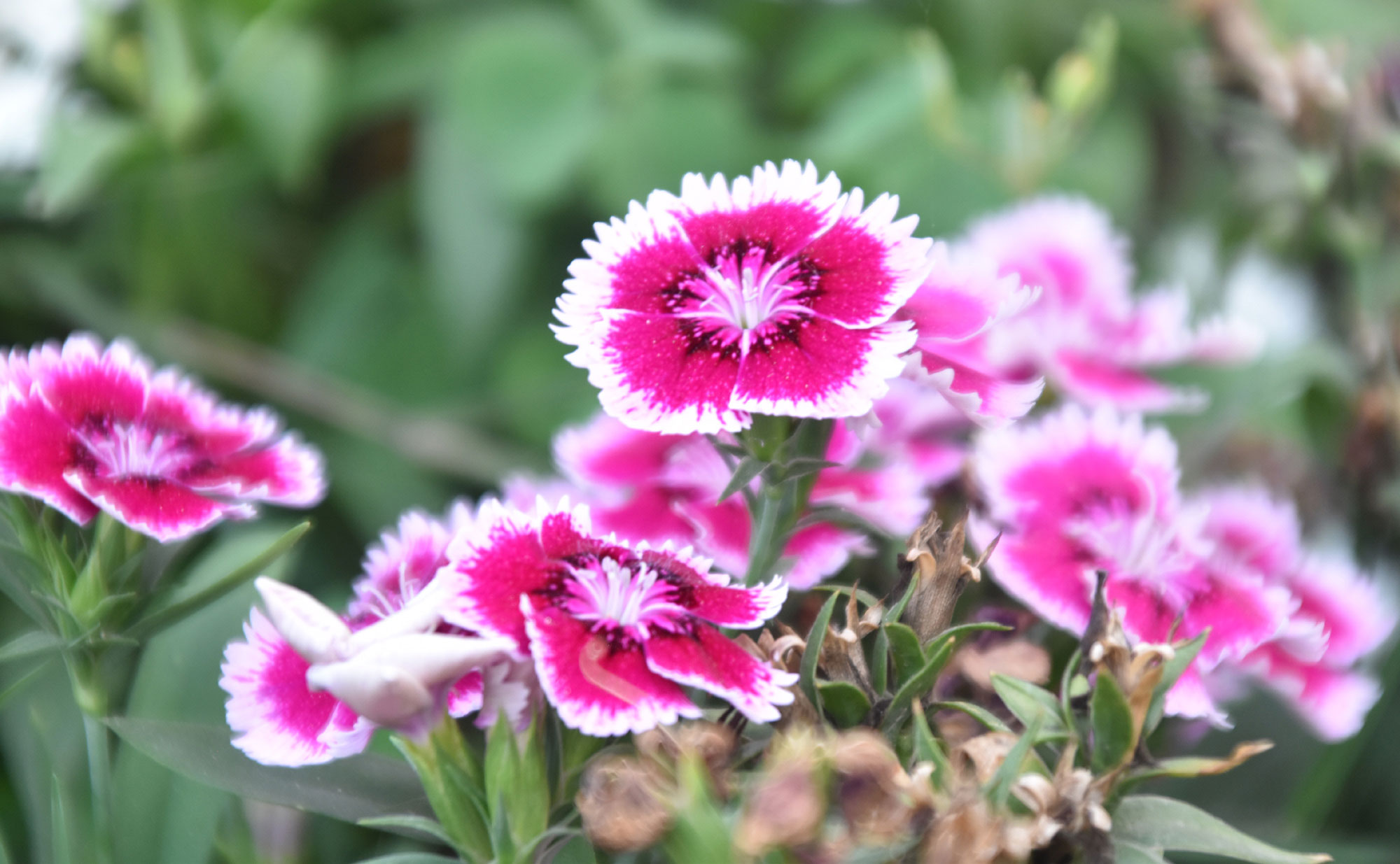 দিনের ছবি (১৫ এপ্রিল, ২০২৬)